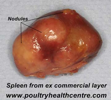 Spleen with Avian TB nodules.