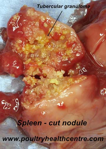 Spleen with Avian TB lesions cut open.