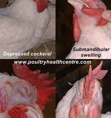 4 pictures showing the clinical signs seen in a breeder cockerel with chronic fowl cholera.