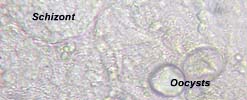Coccidial Oocyst in chicken.