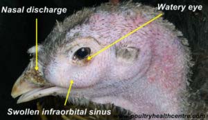 There are many causes of infraorbital sinusitis in turkeys. Whilst this may look like infection due to Mg, it was not possible to prove this. I believe that this is the result of a combined Mm and Ms infection exacerbated by secondary bacterial infection.