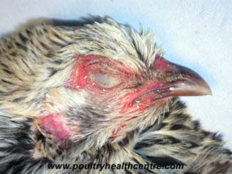 Clinical signs in birds. What to look for.
