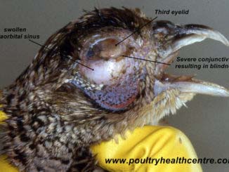Bird infected with Mycoplasma gallisepticum, also known as Bulgy eye.