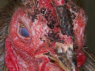 Possible Infectious Coryza - depressed cockerel with facial swelling