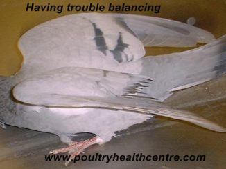 Pigeon showing nervous signs and unable to stand up or balance properly
