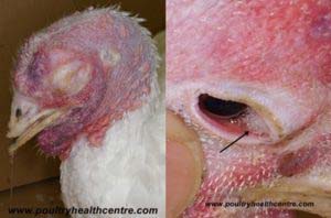 2 pictures of Christmas turkeys with acute fowl cholera.
